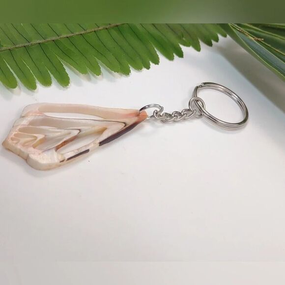 Seashell Keyring Slice Conch Seashell Clearwater Beach, Florida - Picture 6 of 13